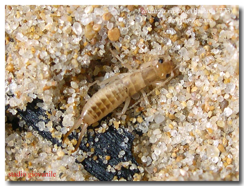 La vistosa forbicina delle rive: Labidura riparia